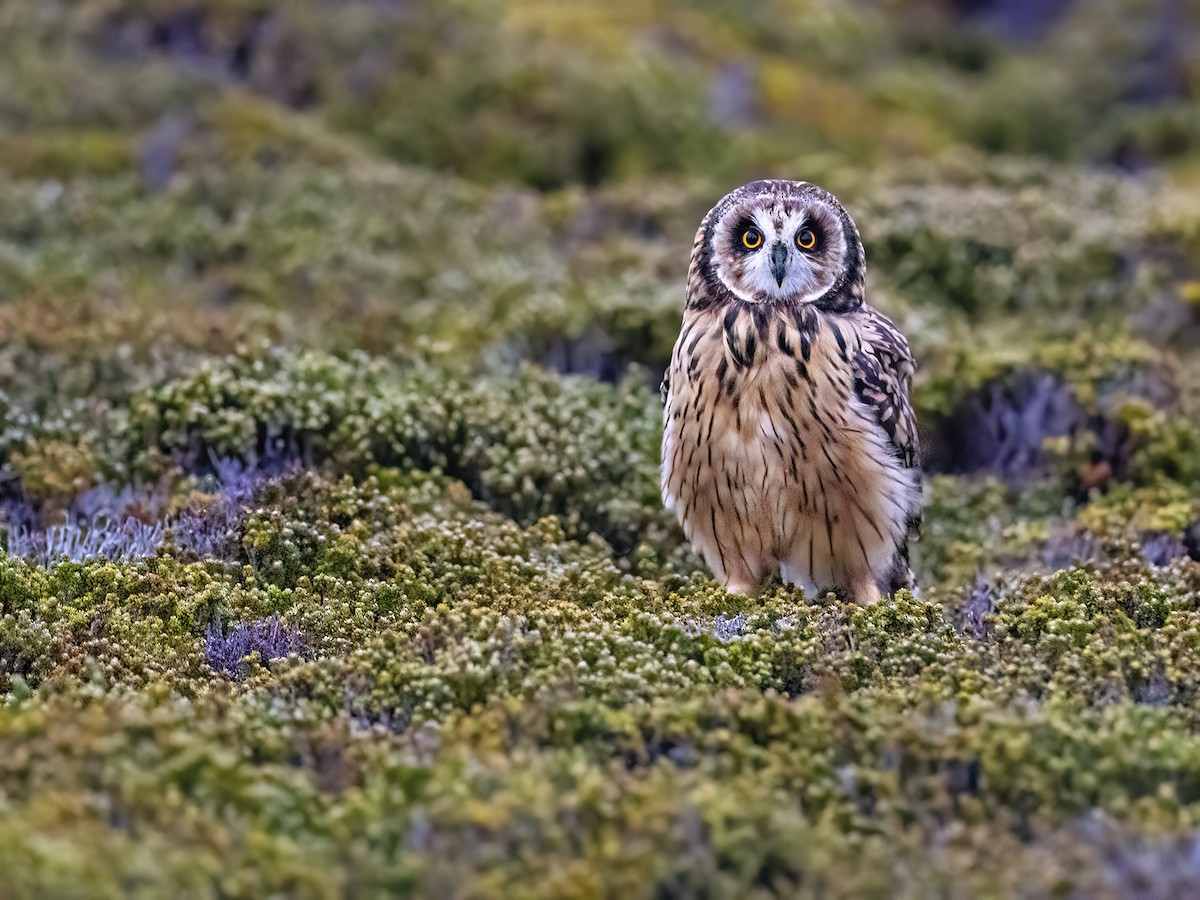 Short-eared Owl - ML612757507