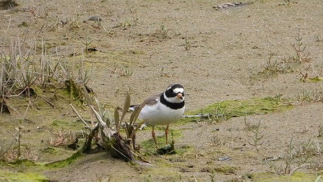 Common Ringed Plover - ML612757530