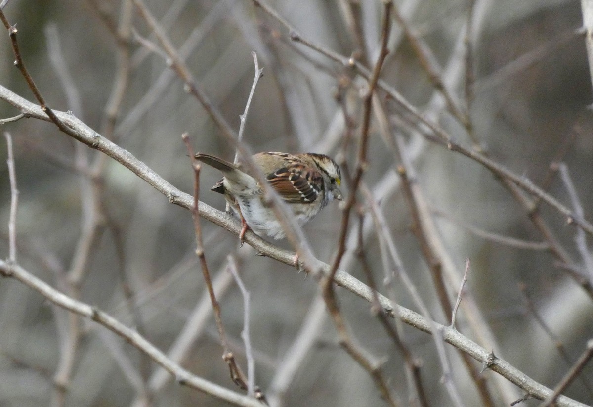 White-throated Sparrow - ML612757760