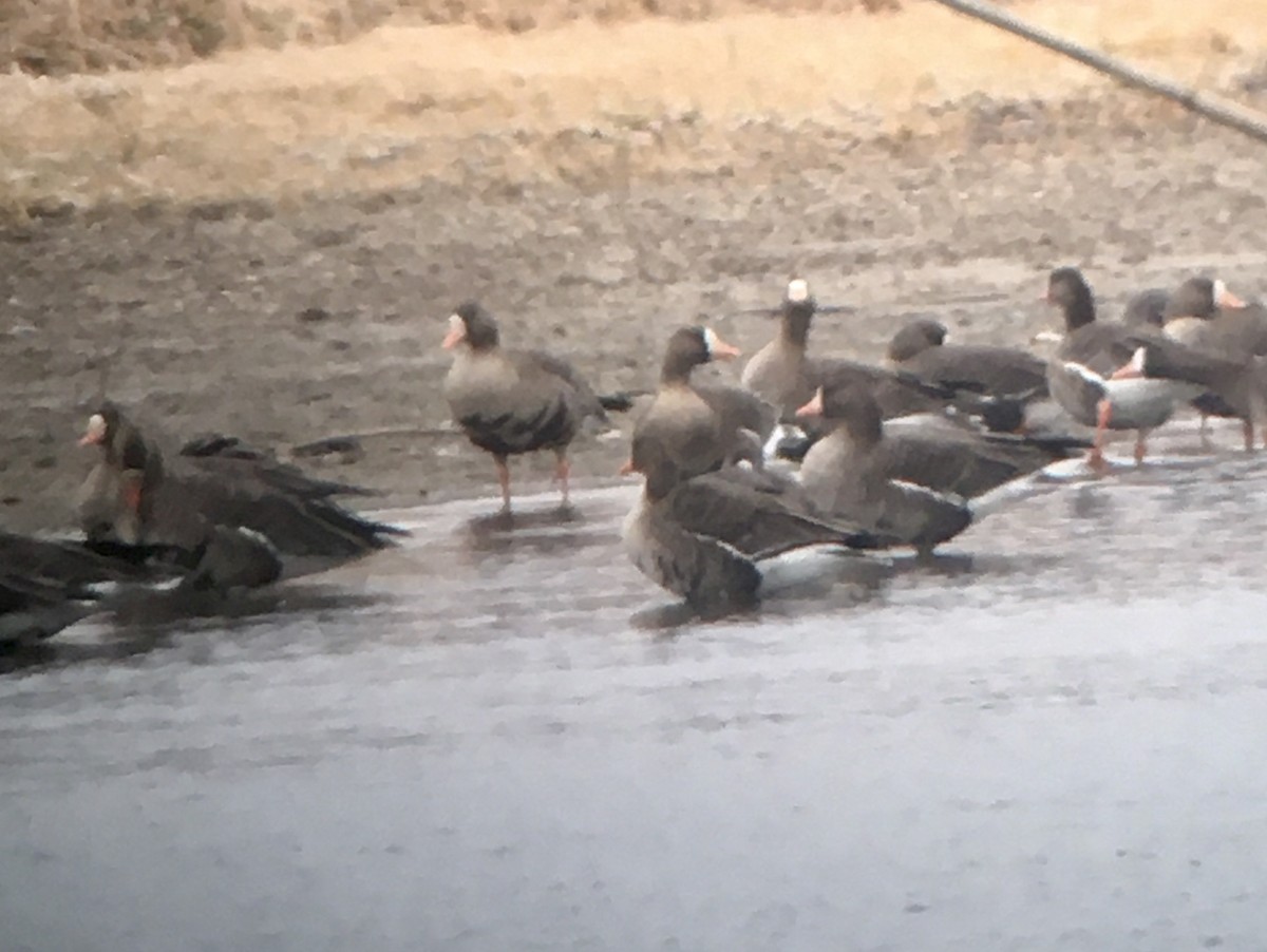 Greater White-fronted Goose - ML612757791
