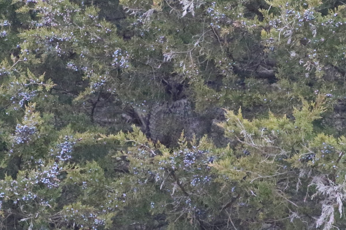 Long-eared Owl - ML612757852