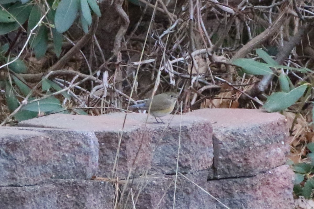 Red-flanked Bluetail - ML612758330