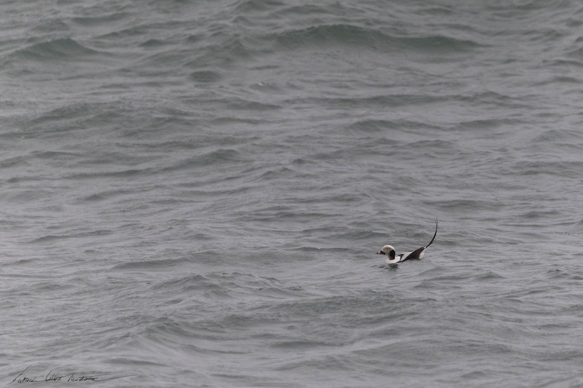 Long-tailed Duck - ML612758355