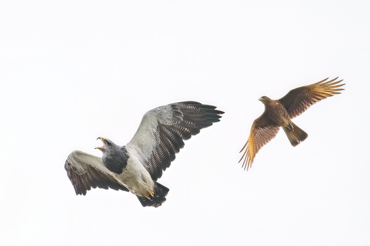 Black-chested Buzzard-Eagle - Marcos Eugênio Birding Guide