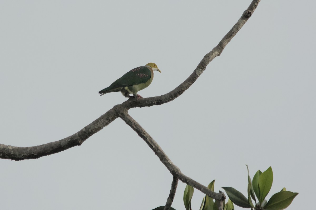 Pink-spotted Fruit-Dove - ML612759650