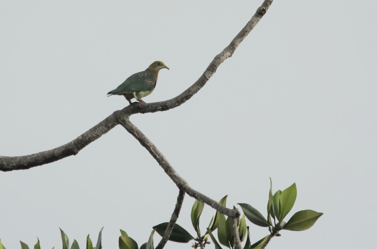 Pink-spotted Fruit-Dove - ML612759651