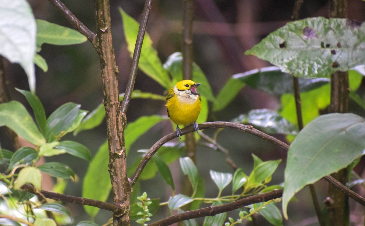 Silver-throated Tanager - ML612759825
