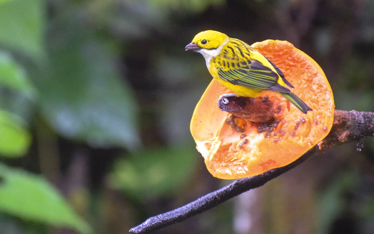 Silver-throated Tanager - ML612759826