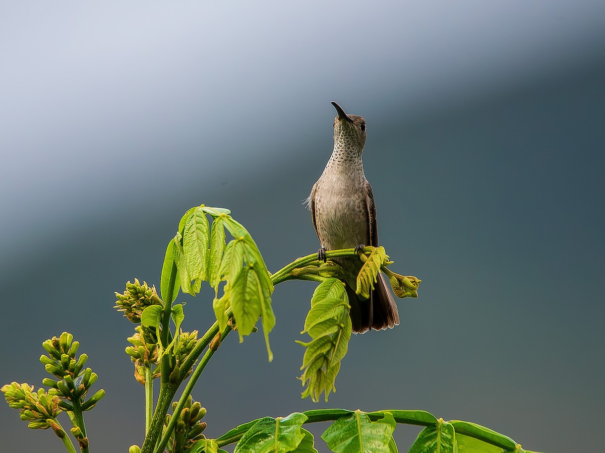 Spot-throated Hummingbird - ML612759962
