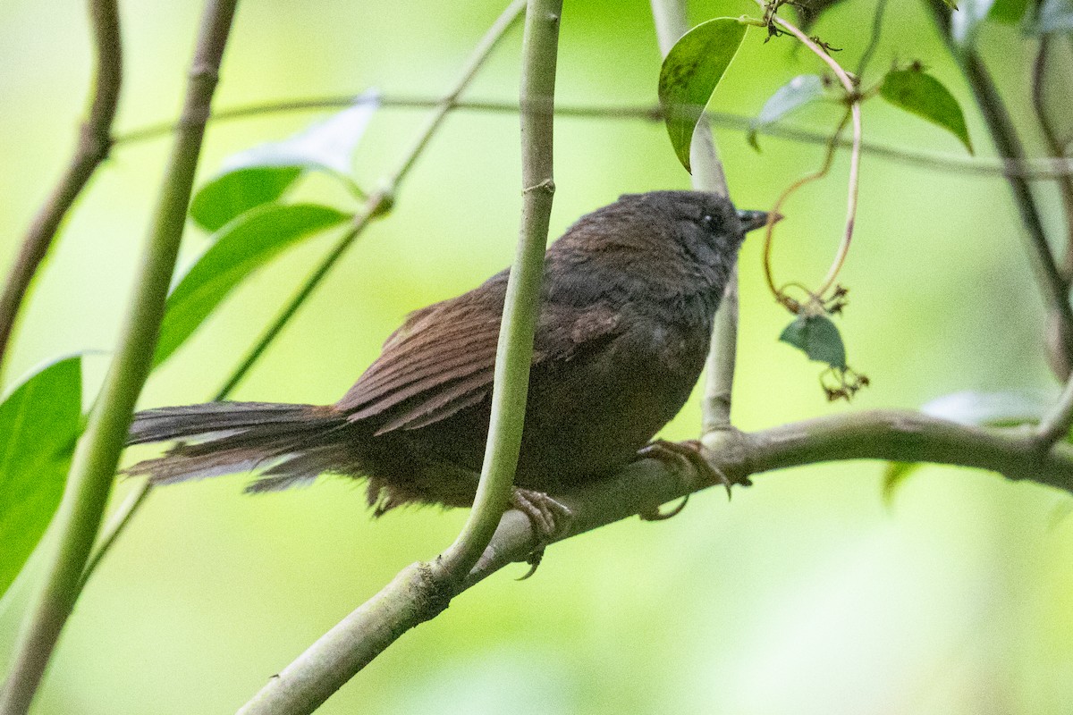 Ash-colored Tapaculo - ML612759980