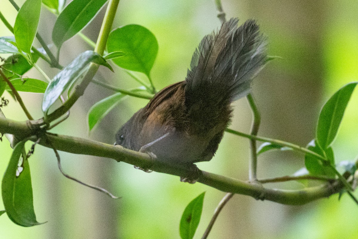 Ash-colored Tapaculo - ML612759981
