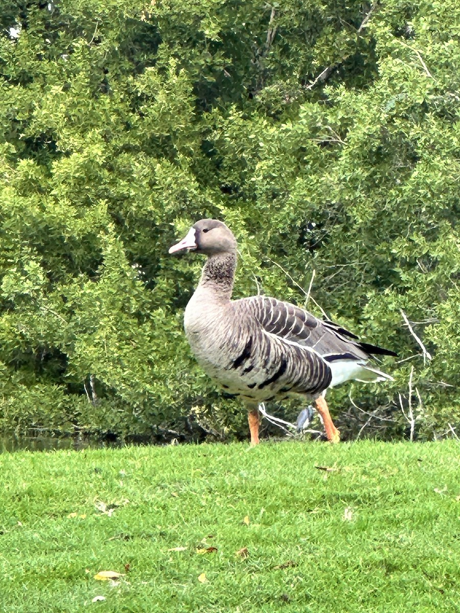 Greater White-fronted Goose - ML612760106