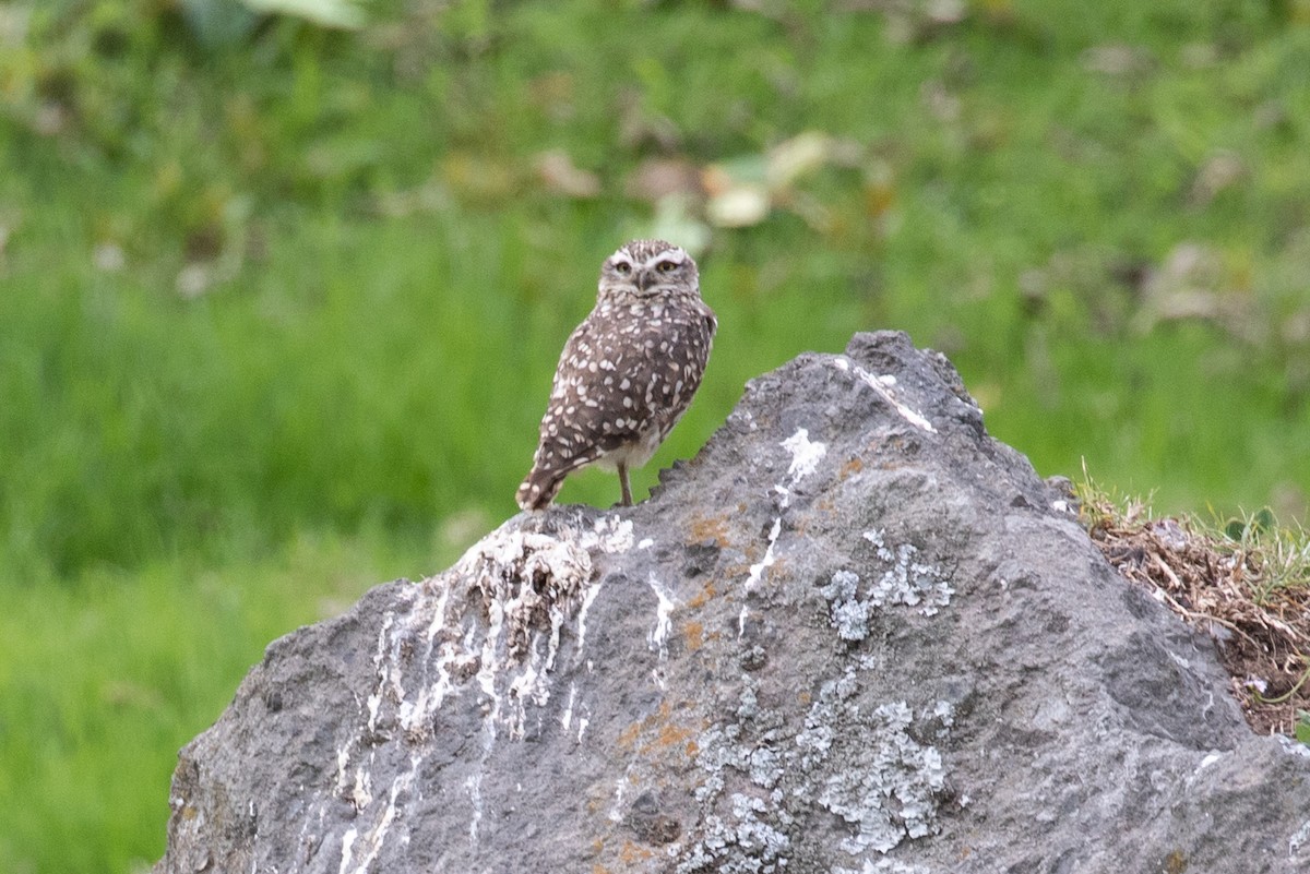 Burrowing Owl (Andean) - ML612760209
