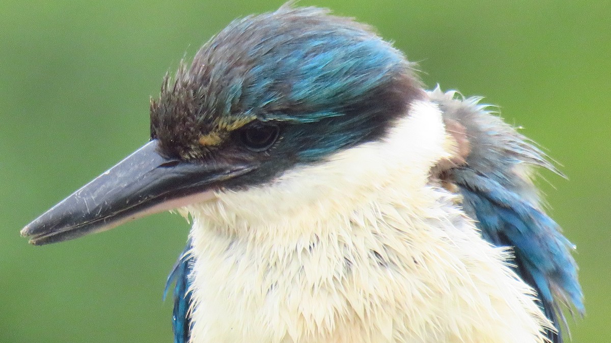 Sacred Kingfisher (New Zealand) - ML612760447