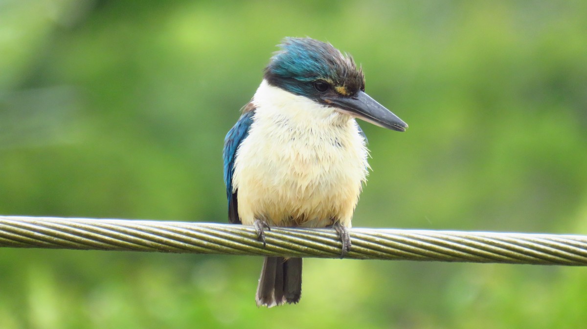 Sacred Kingfisher (New Zealand) - ML612760448