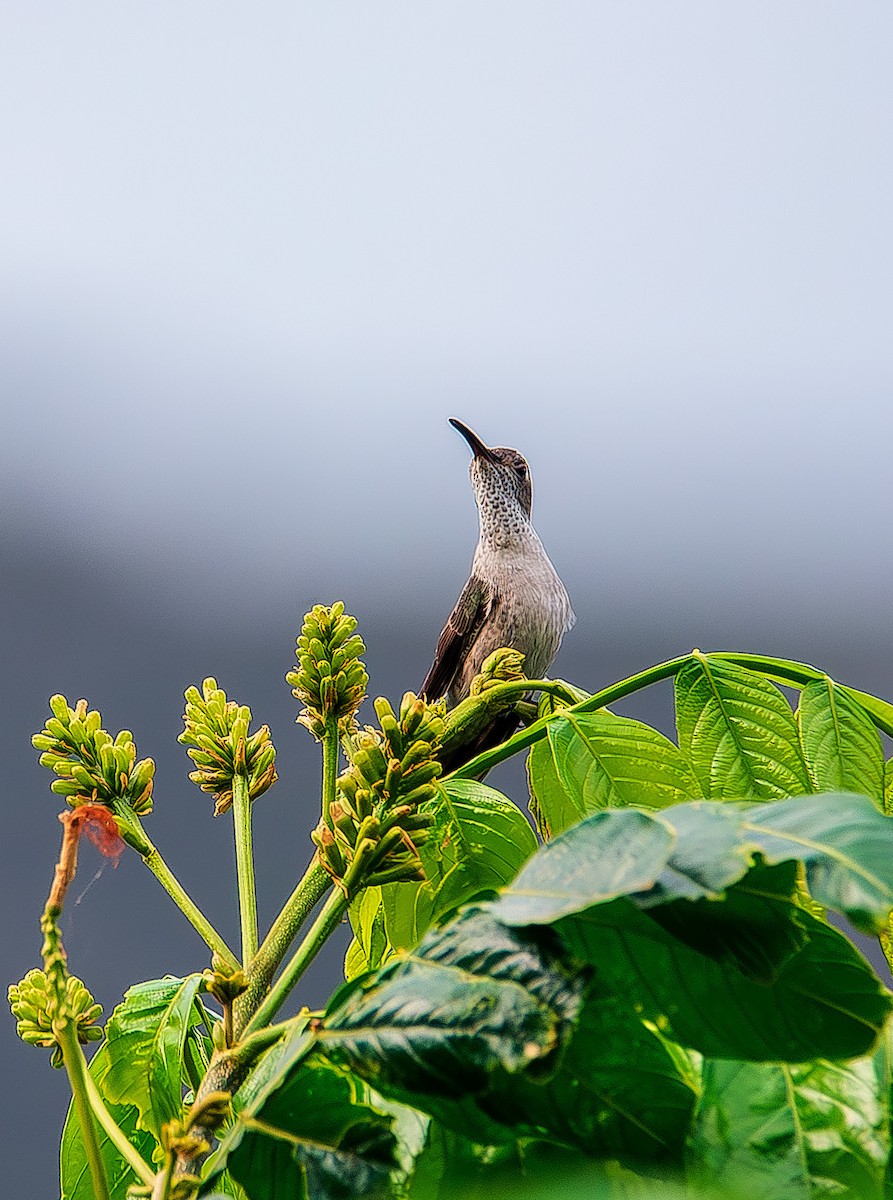 Spot-throated Hummingbird - José Antonio Padilla Reyes