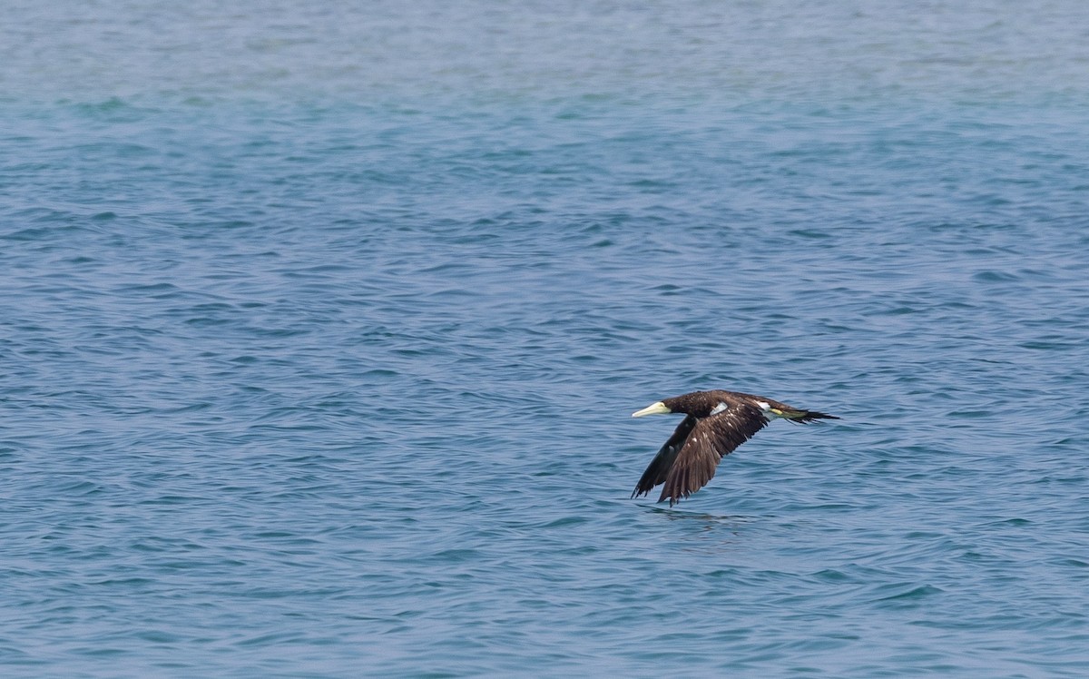 Brown Booby - ML612761036