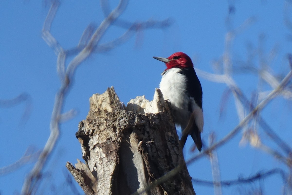 Red-headed Woodpecker - ML612761215