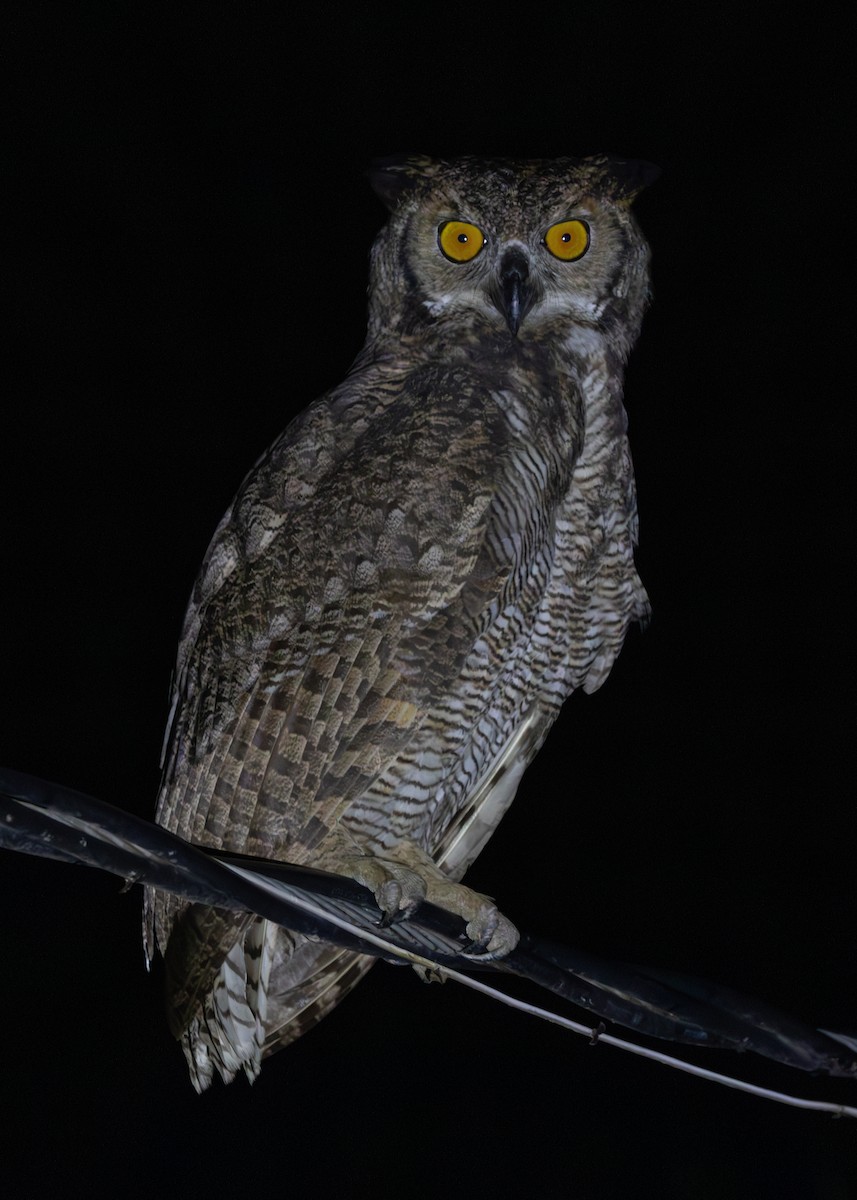 Great Horned Owl - ML612761274