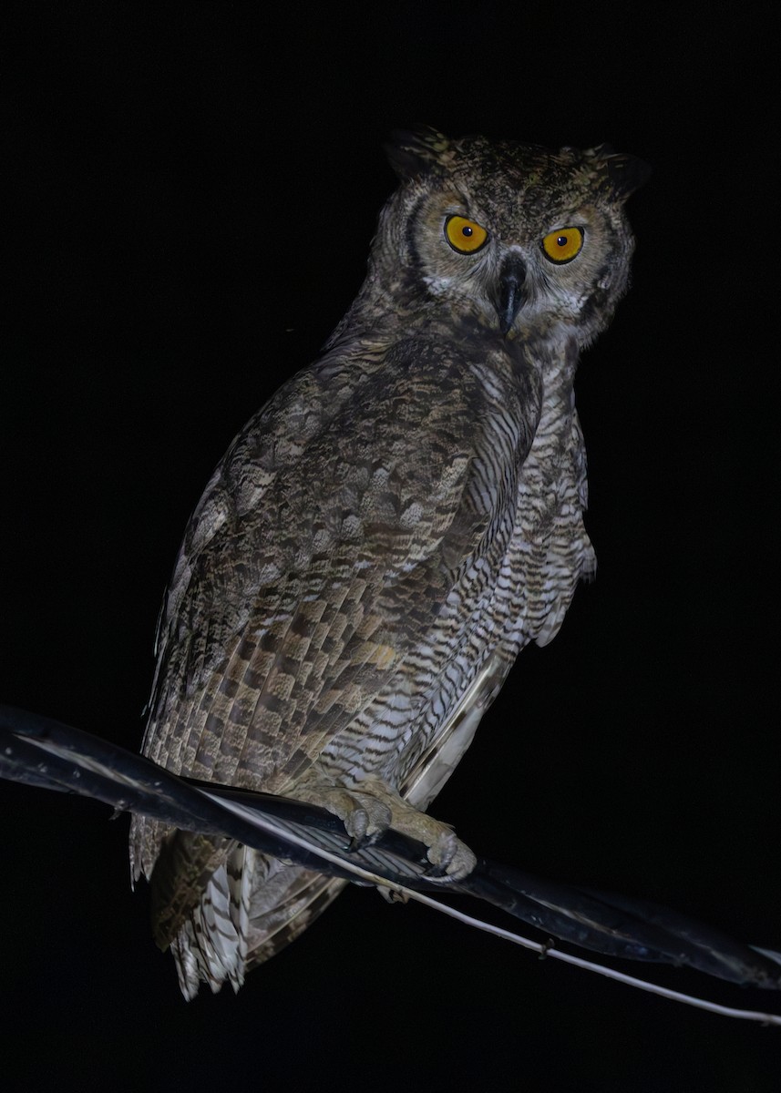 Great Horned Owl - ML612761275