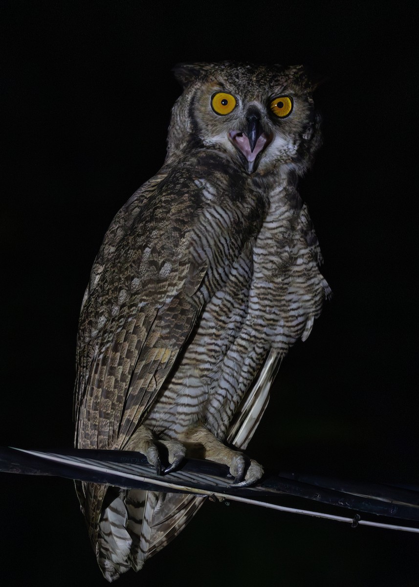 Great Horned Owl - ML612761276