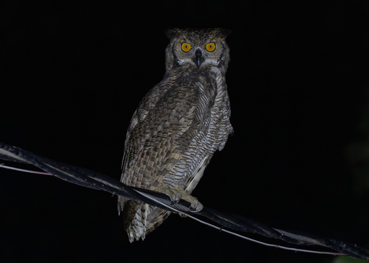 Great Horned Owl - ML612761277
