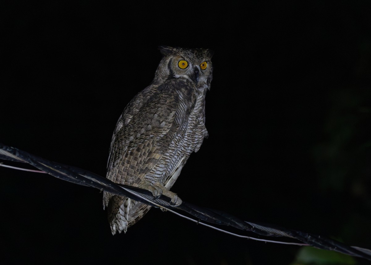 Great Horned Owl - ML612761278