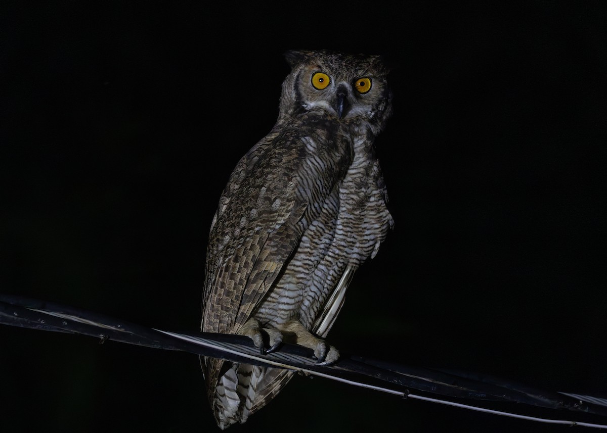 Great Horned Owl - ML612761279