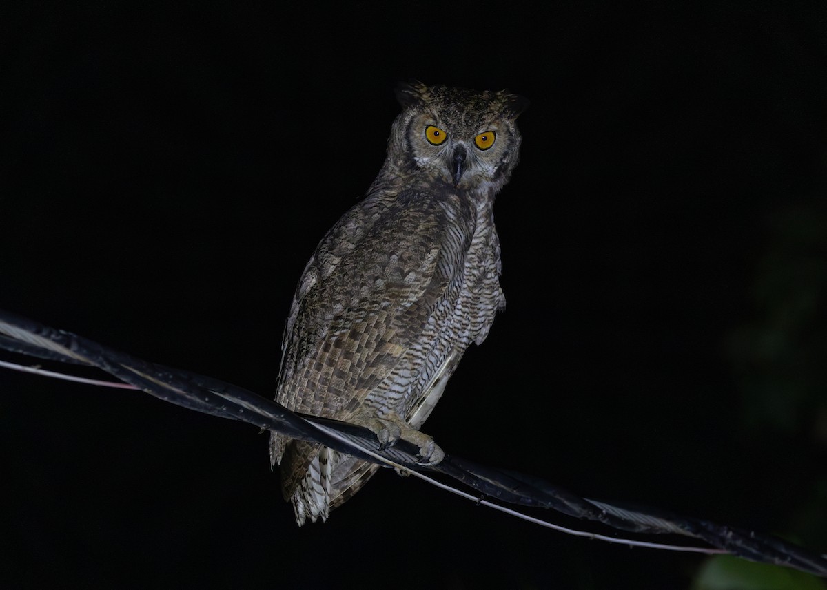 Great Horned Owl - ML612761280