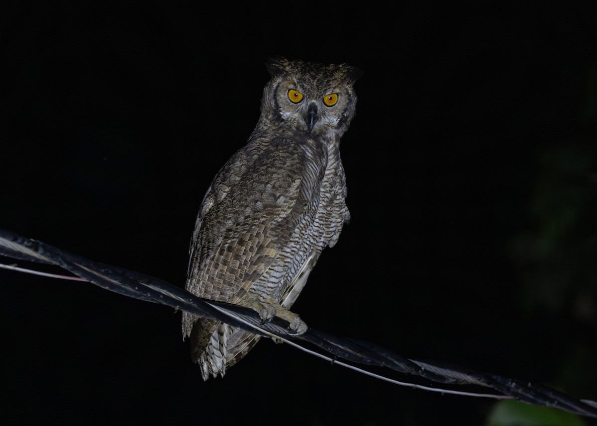Great Horned Owl - ML612761281