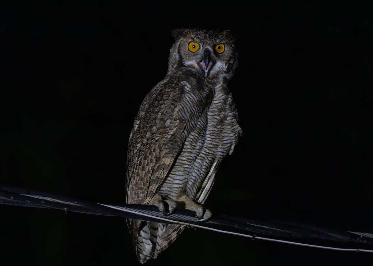 Great Horned Owl - ML612761282