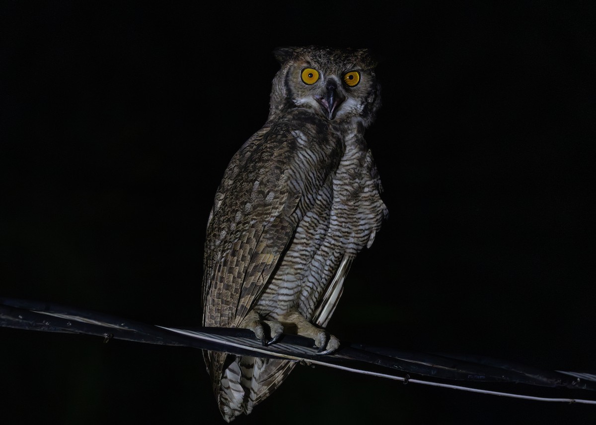 Great Horned Owl - ML612761283