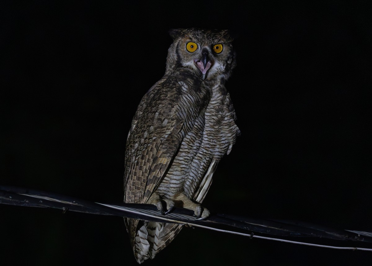 Great Horned Owl - ML612761286