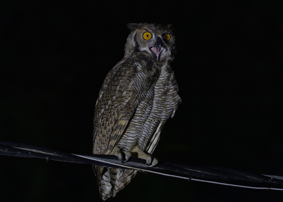 Great Horned Owl - ML612761287