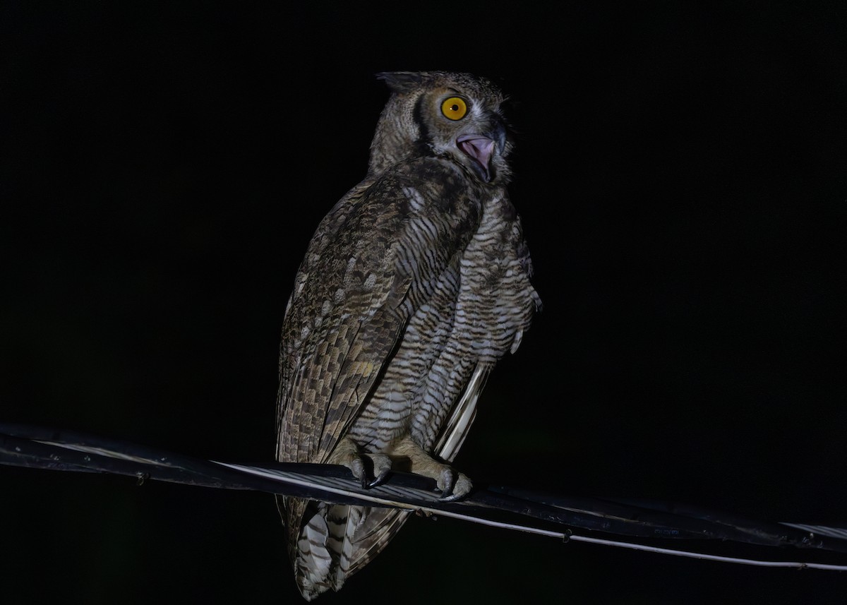 Great Horned Owl - ML612761288