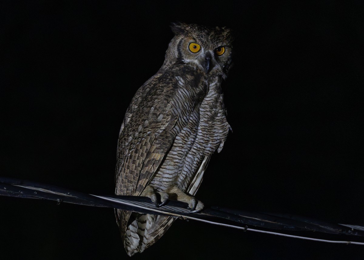 Great Horned Owl - ML612761289