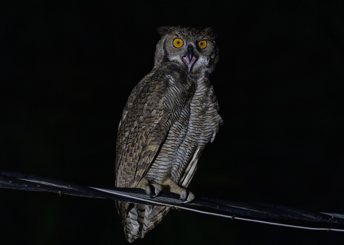 Great Horned Owl - ML612761292