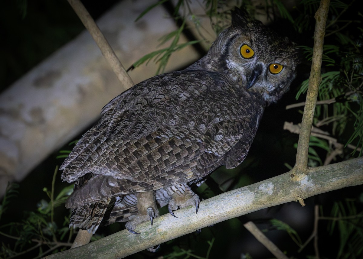 Great Horned Owl - ML612761308
