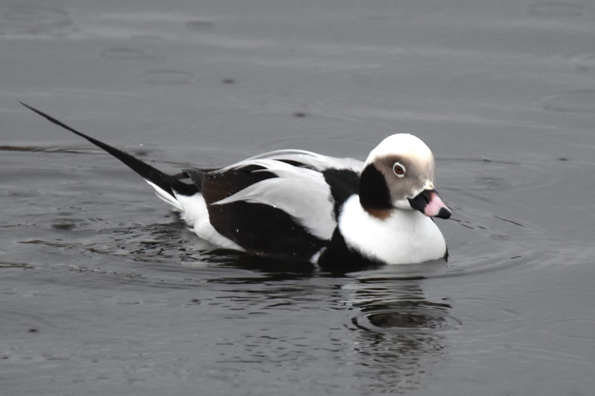 Long-tailed Duck - ML612761513