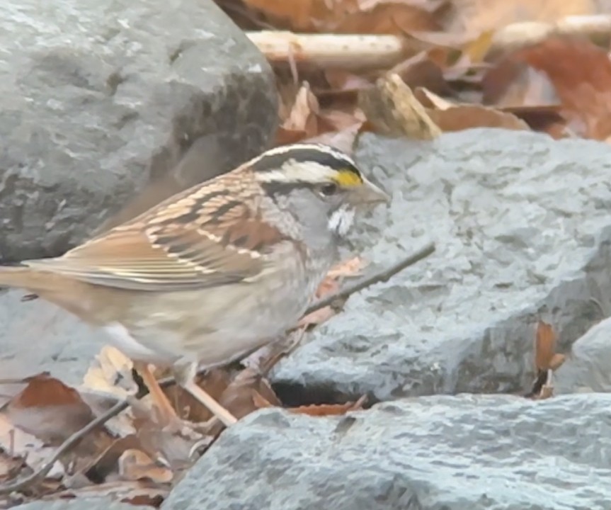 White-throated Sparrow - ML612761726