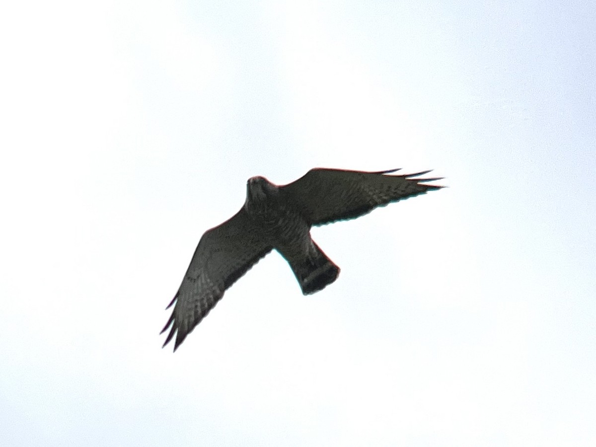 Broad-winged Hawk - ML612762046