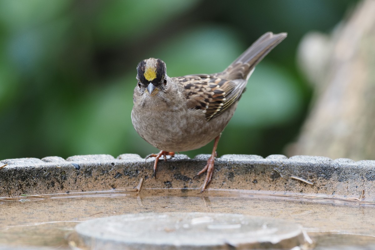 Golden-crowned Sparrow - ML612762121