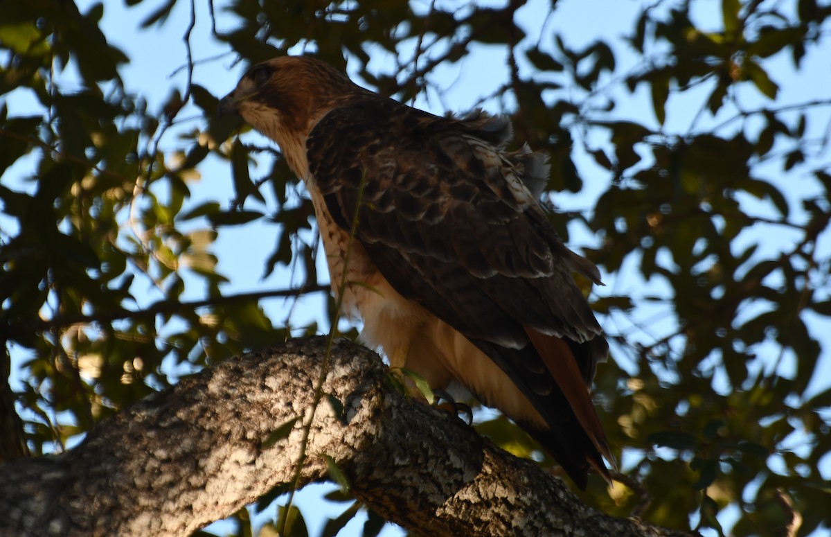 Red-tailed Hawk - ML612762362