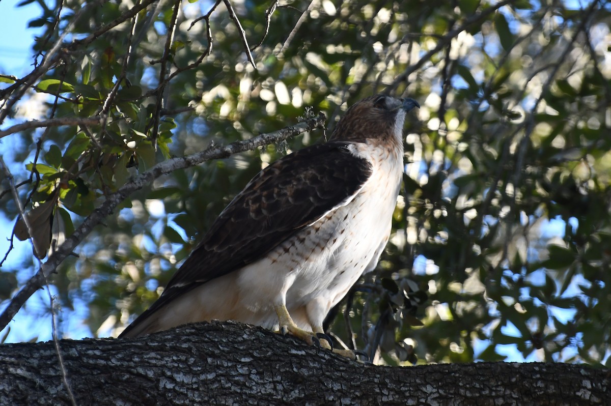 Red-tailed Hawk - ML612762363