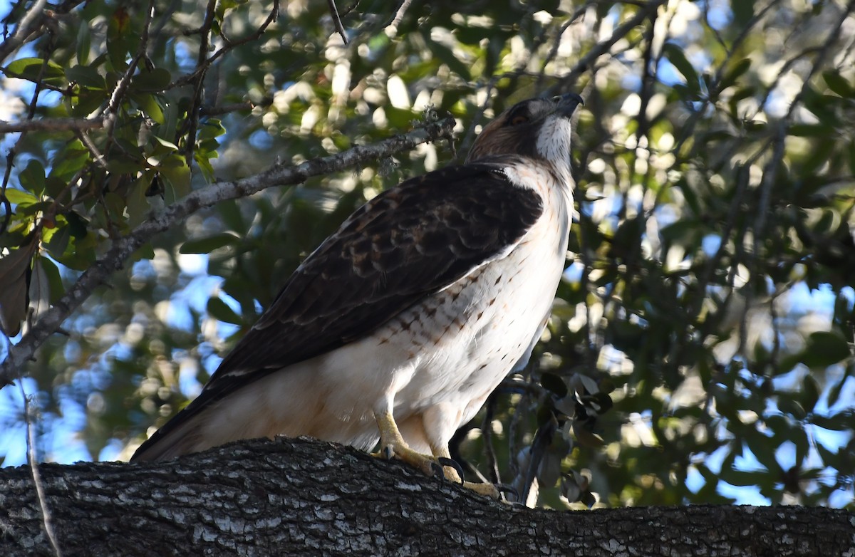 Red-tailed Hawk - ML612762364