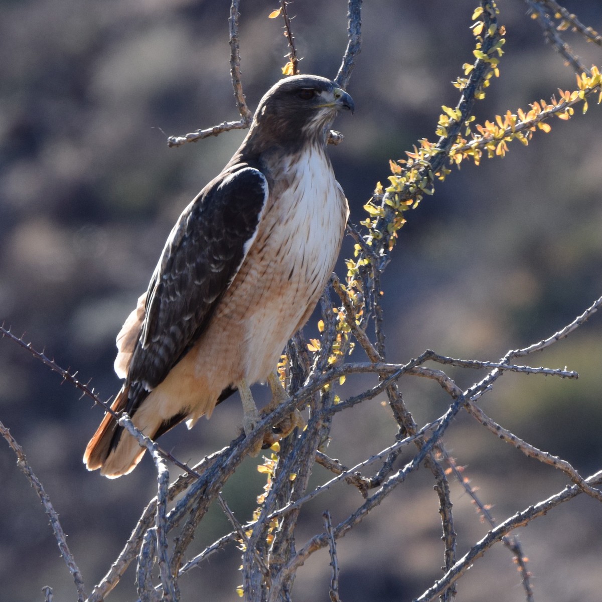 Red-tailed Hawk (fuertesi) - Ari Rice