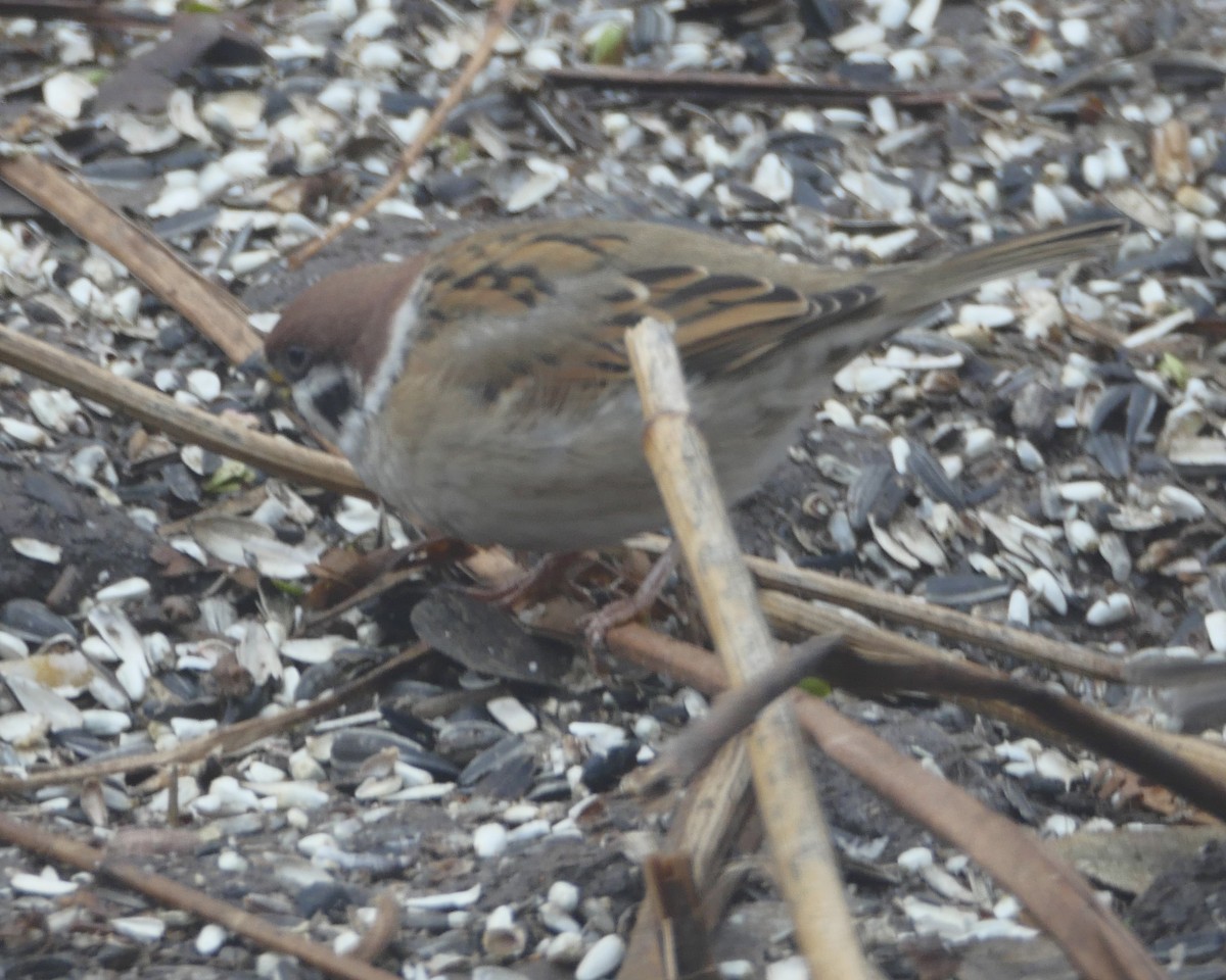 Eurasian Tree Sparrow - ML612763327