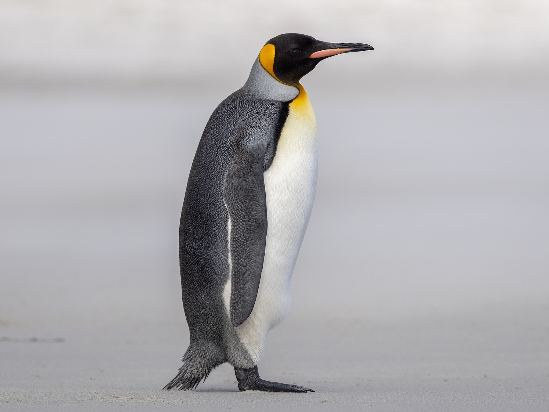 King Penguin - eBird