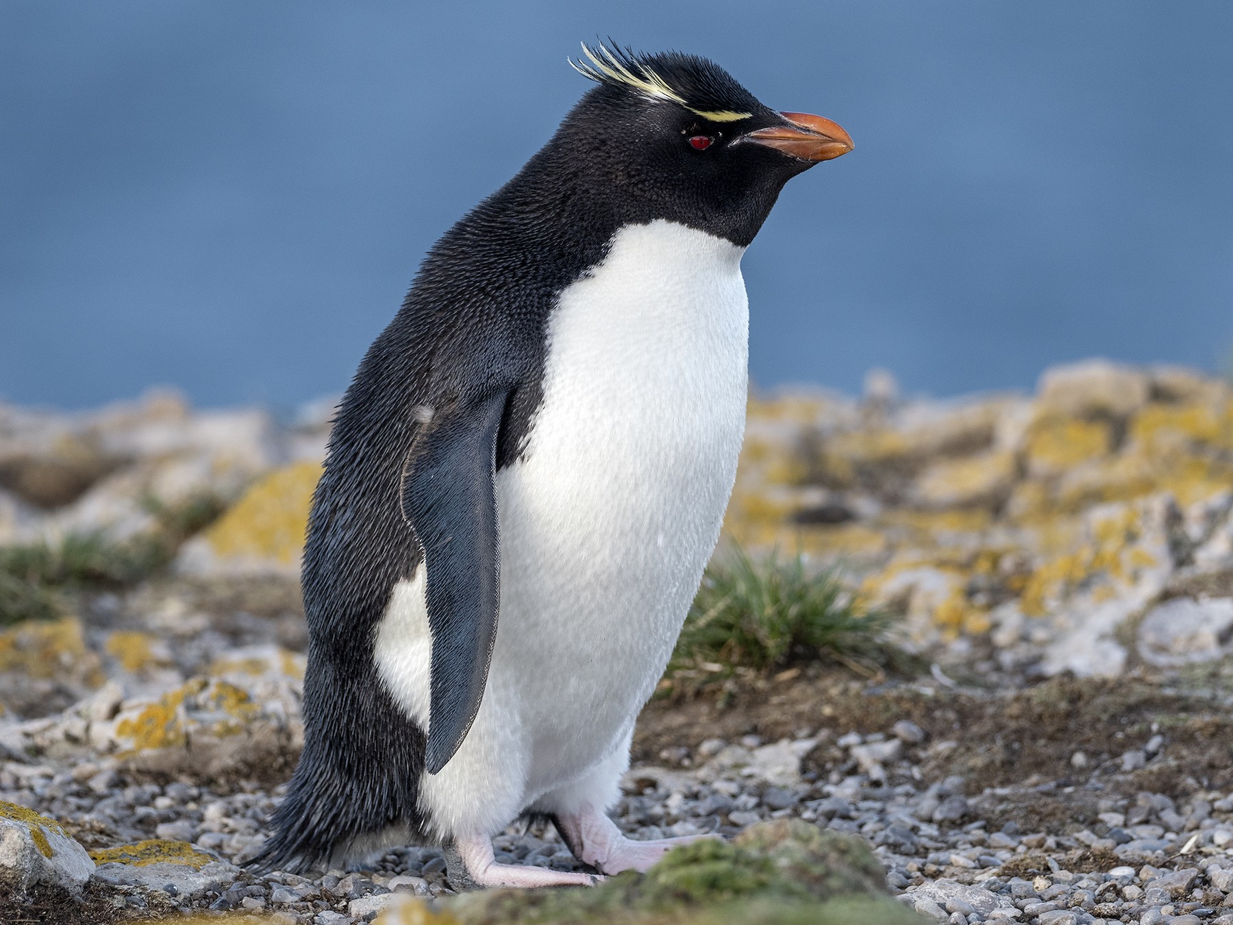 Southern Rockhopper Penguin - Andres Vasquez Noboa