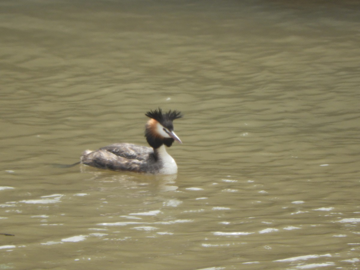 Great Crested Grebe - ML612763839